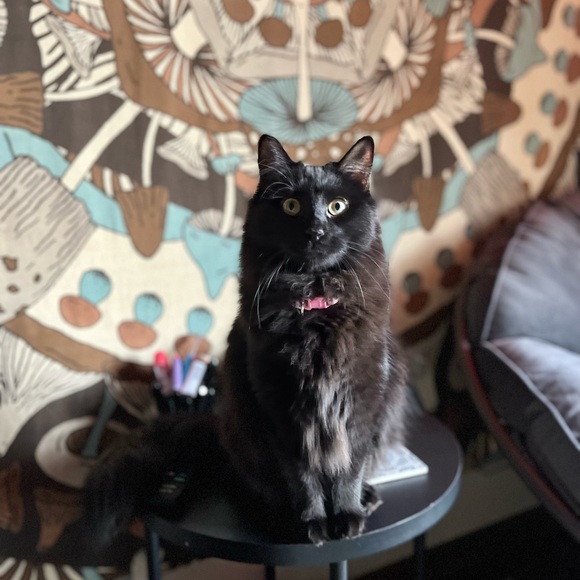 ✨Essential Oil Roller Perfume✨ - Picture 2 of 2